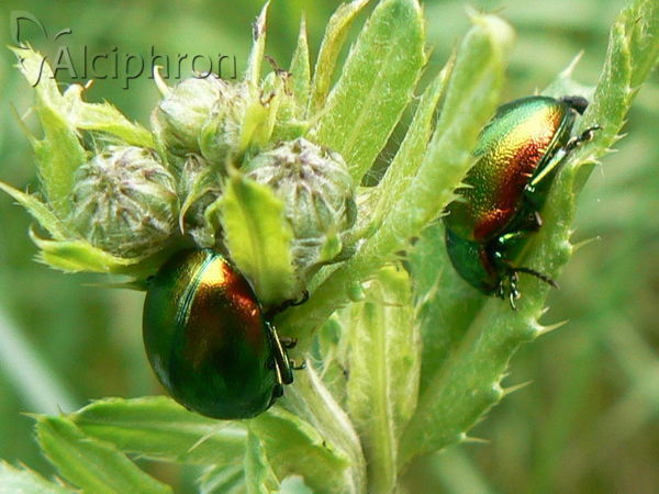 Chrysolina graminis