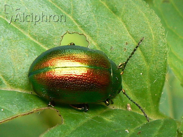 Chrysolina graminis