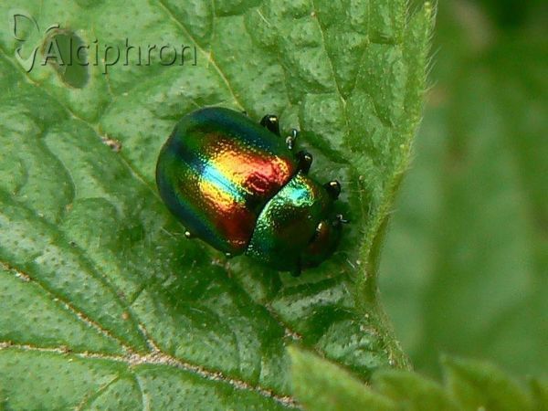 Chrysolina graminis