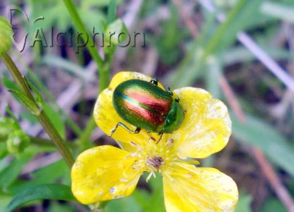 Chrysolina graminis