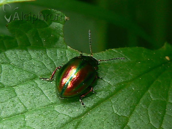 Chrysolina fastuosa
