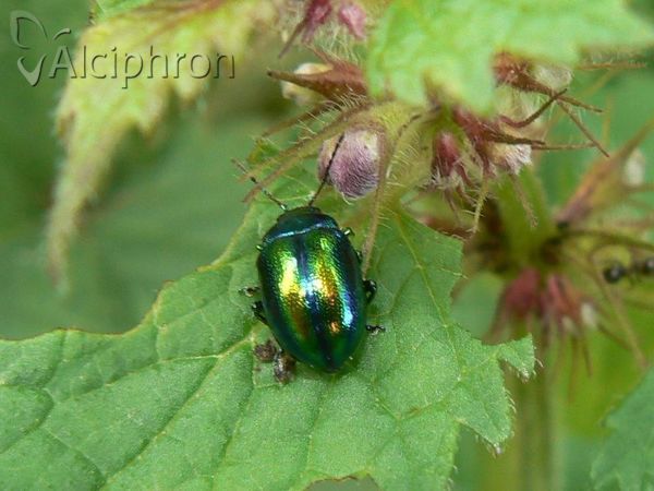Chrysolina fastuosa