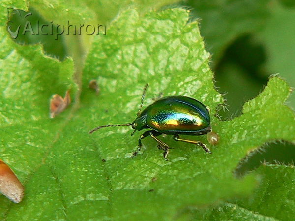 Chrysolina fastuosa
