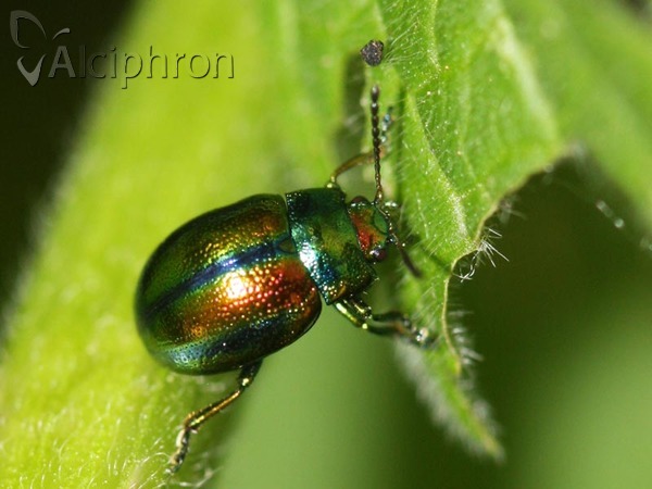 Chrysolina fastuosa