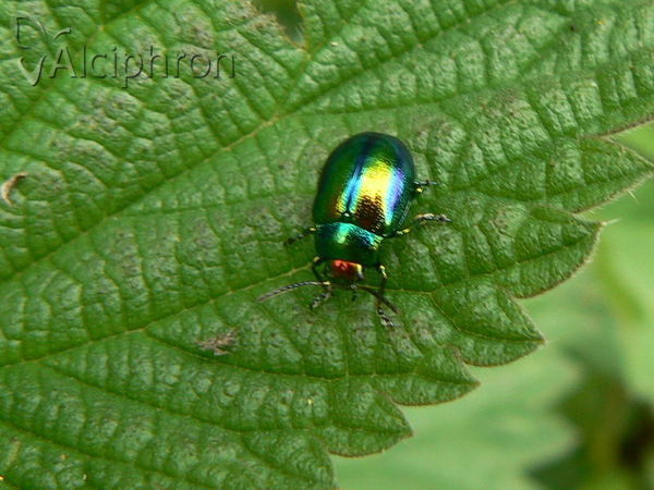 Chrysolina fastuosa