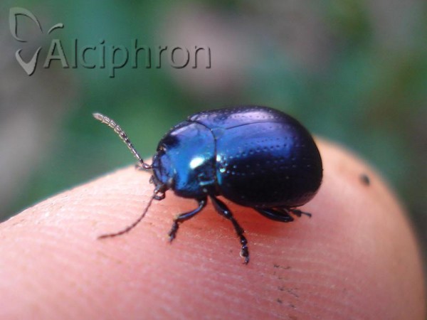 Chrysolina geminata