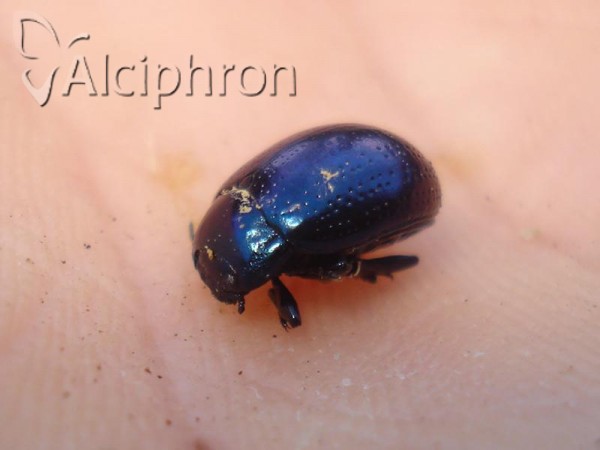 Chrysolina geminata