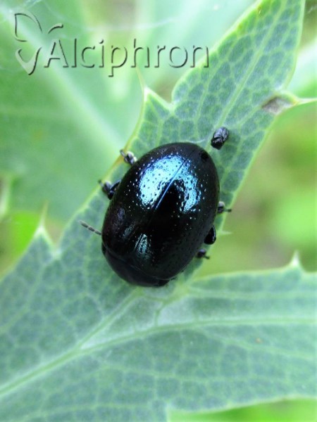 Chrysolina geminata