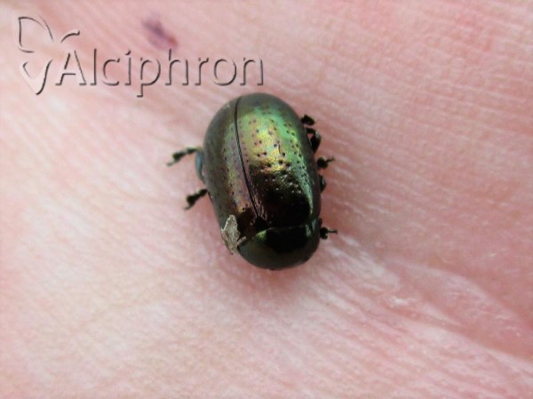 Chrysolina hyperici