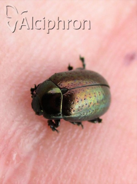 Chrysolina hyperici