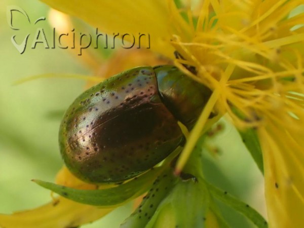 Chrysolina hyperici