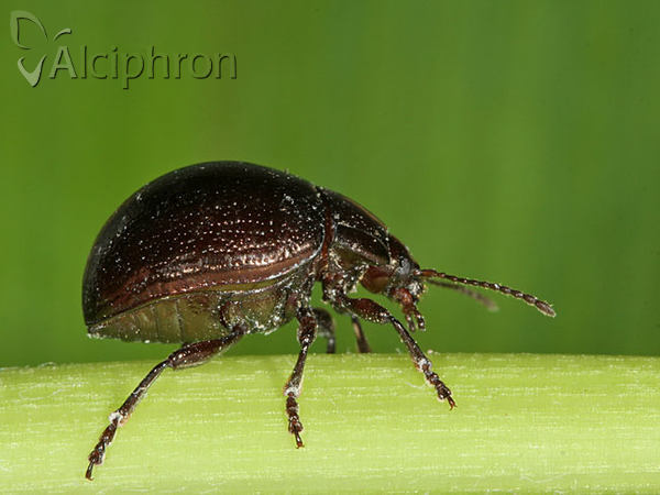 Chrysolina vernalis