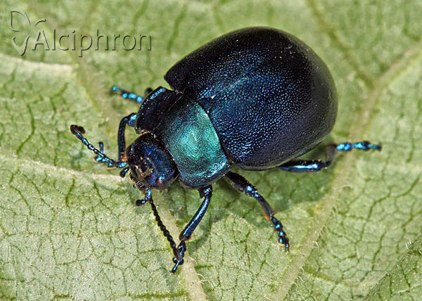 Chrysolina olivieri