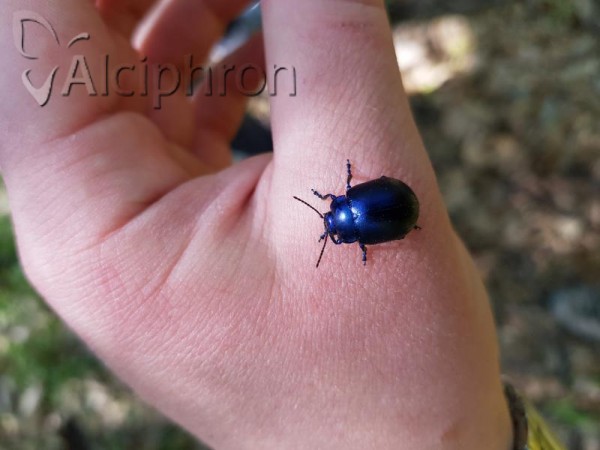 Chrysolina olivieri