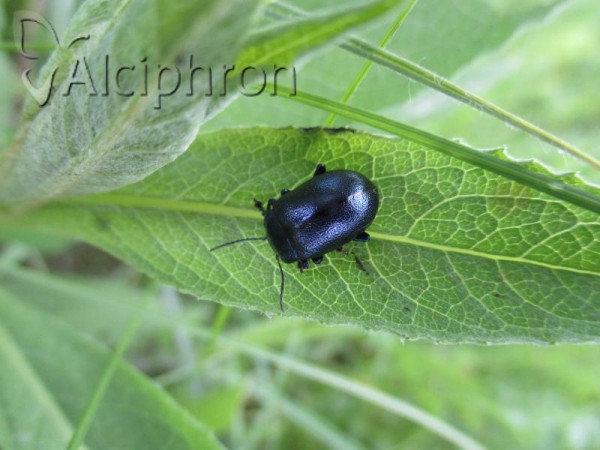 Chrysolina varians