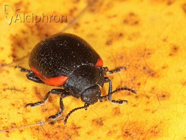 Chrysolina gypsophilae