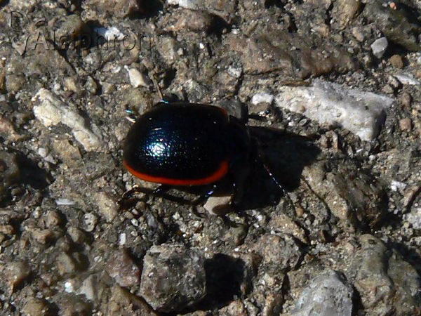 Chrysolina rossia