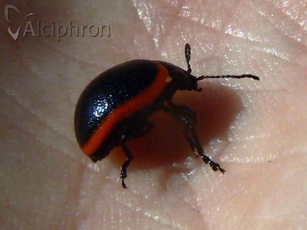 Chrysolina rossia
