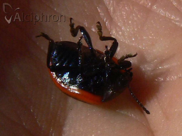 Chrysolina rossia