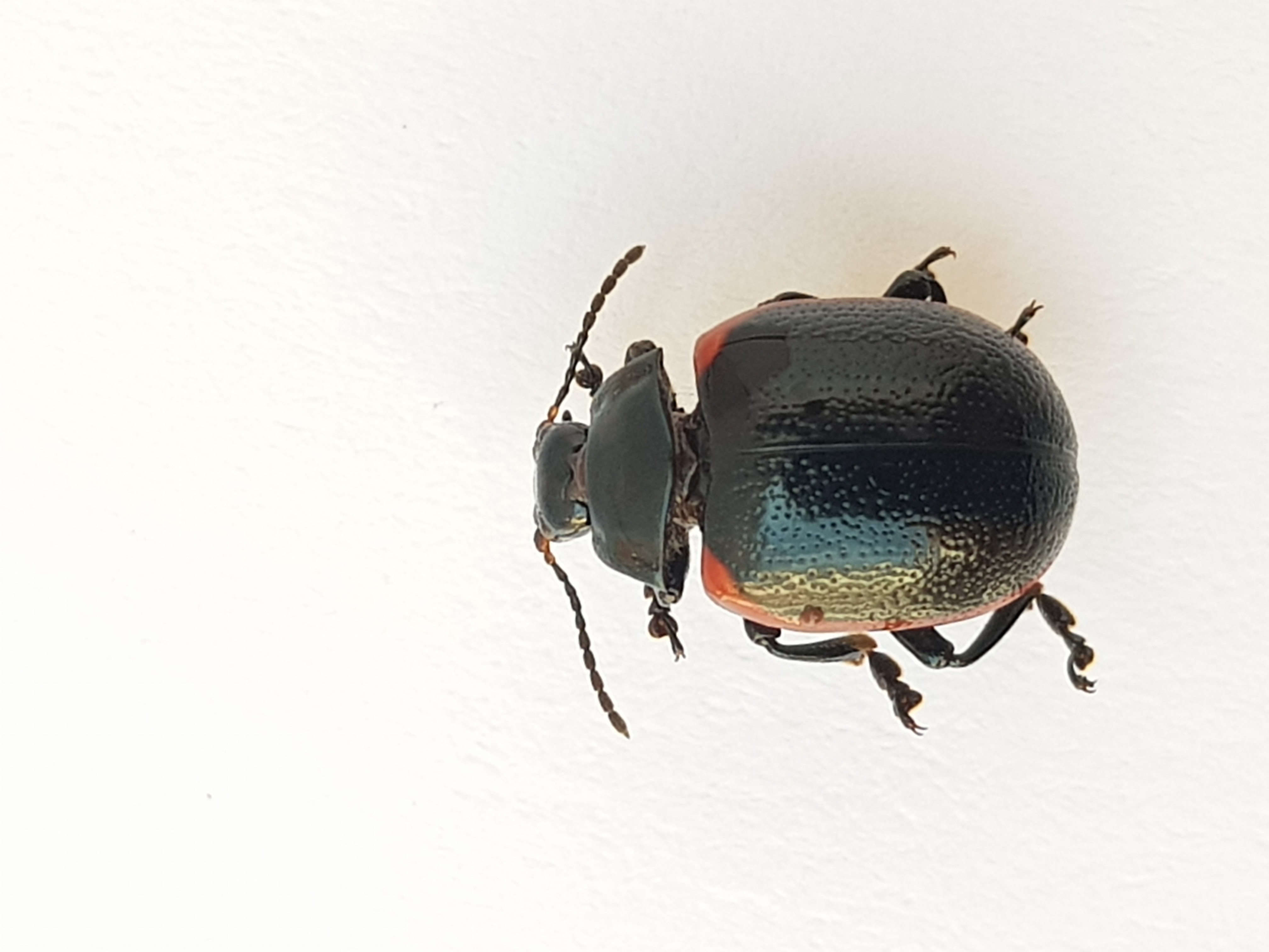 Chrysolina rossia