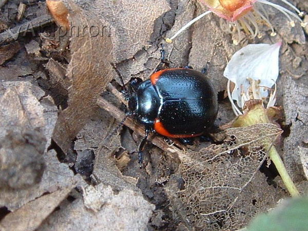 Chrysolina sanguinolenta