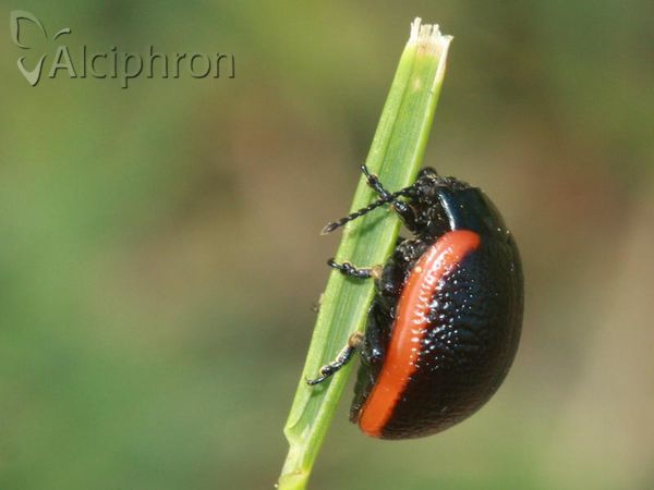 Chrysolina sanguinolenta