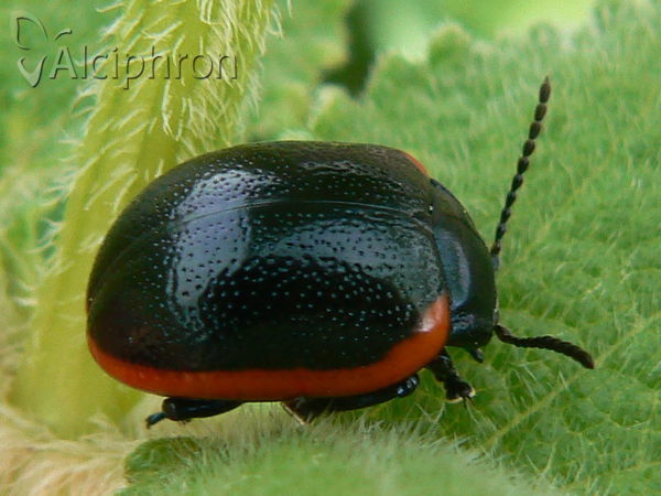 Chrysolina sanguinolenta