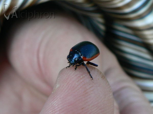 Chrysolina sanguinolenta