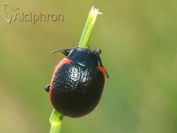 Chrysolina sanguinolenta