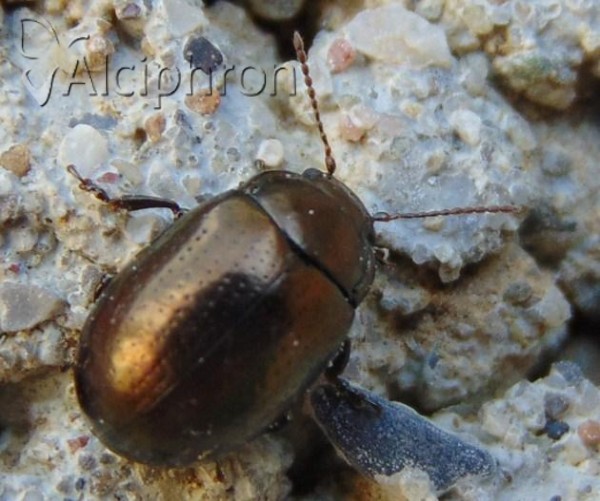 Chrysolina chalcites