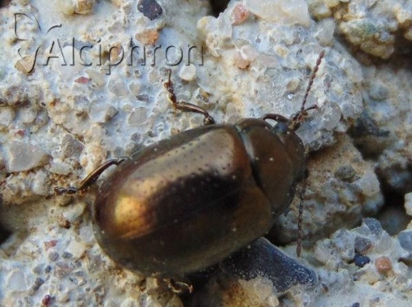 Chrysolina chalcites
