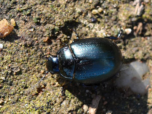 Chrysolina oricalcia