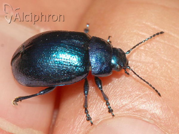 Chrysolina coerulans
