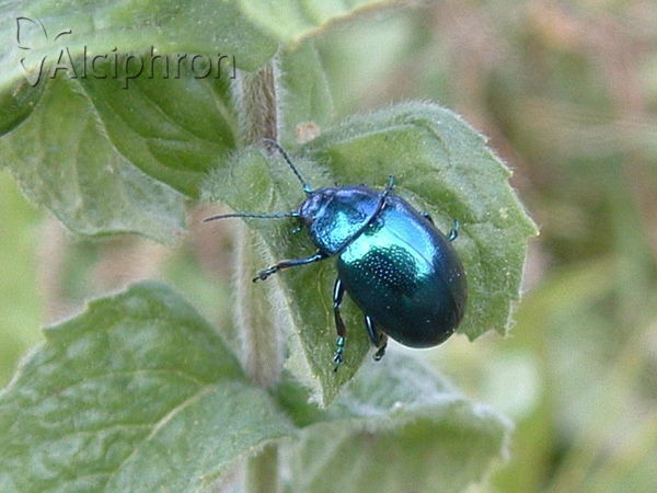 Chrysolina coerulans