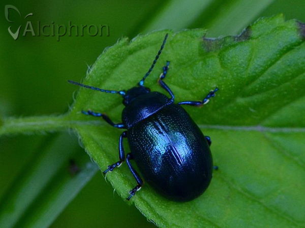 Chrysolina coerulans