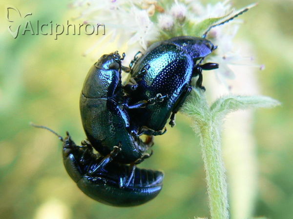 Chrysolina coerulans