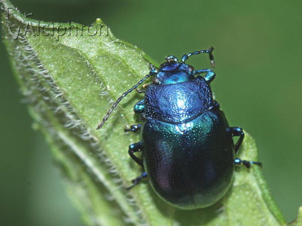 Chrysolina coerulans