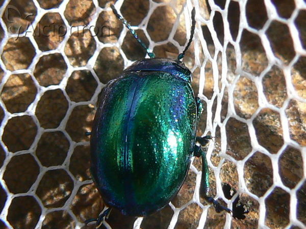 Chrysolina coerulans
