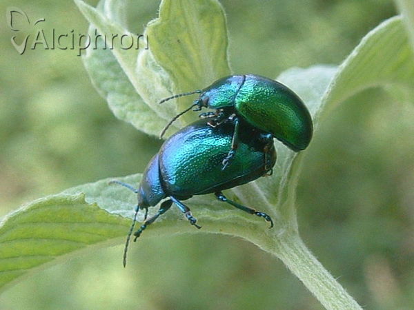 Chrysolina coerulans