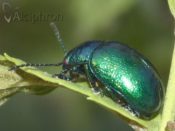 Chrysolina herbacea