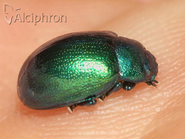 Chrysolina herbacea