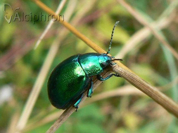 Chrysolina herbacea