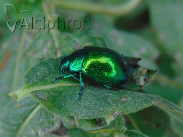 Chrysolina herbacea