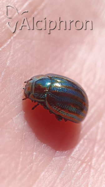 Chrysolina americana