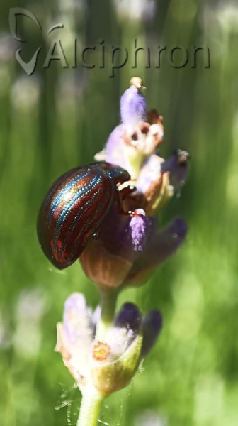 Chrysolina americana