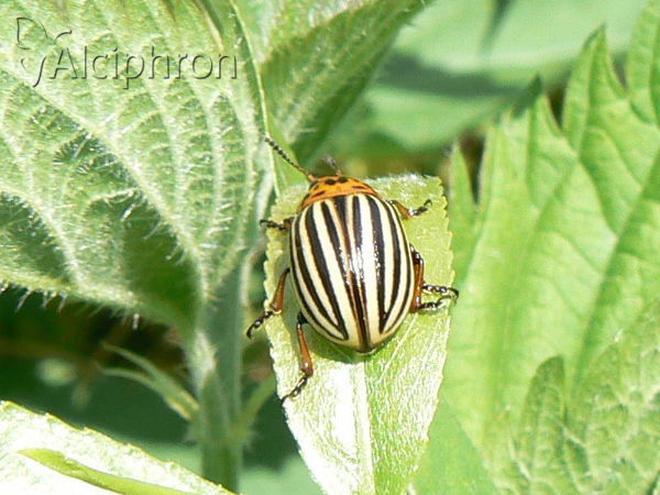 Leptinotarsa decemlineata