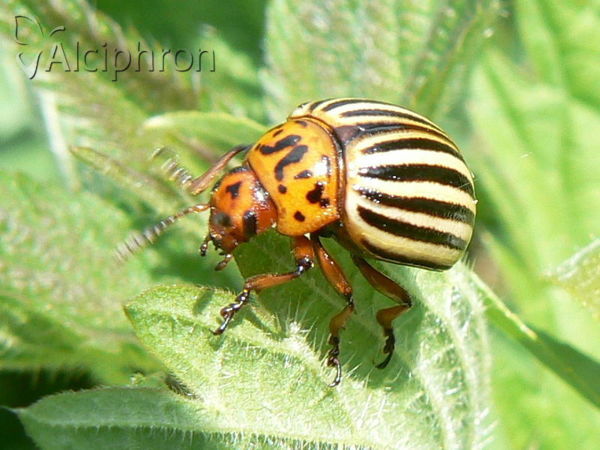 Leptinotarsa decemlineata