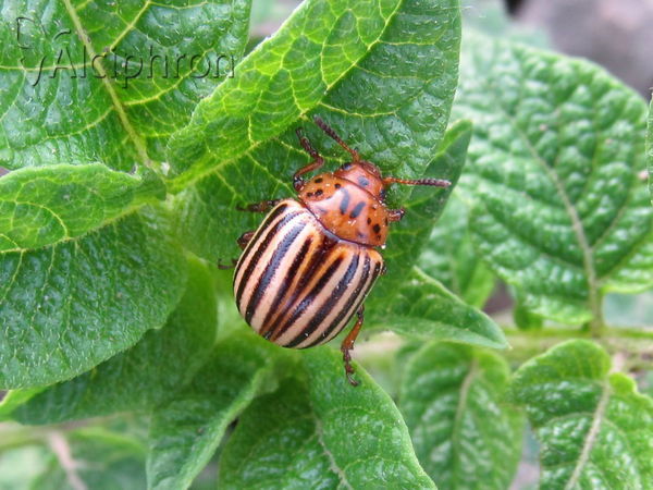 Leptinotarsa decemlineata