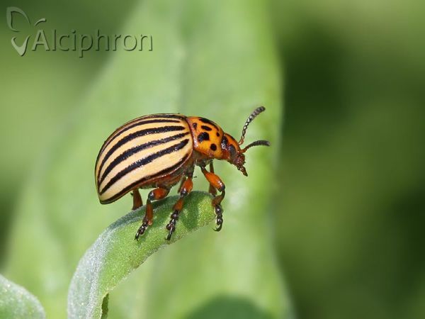 Leptinotarsa decemlineata