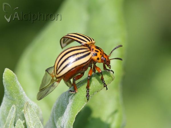 Leptinotarsa decemlineata